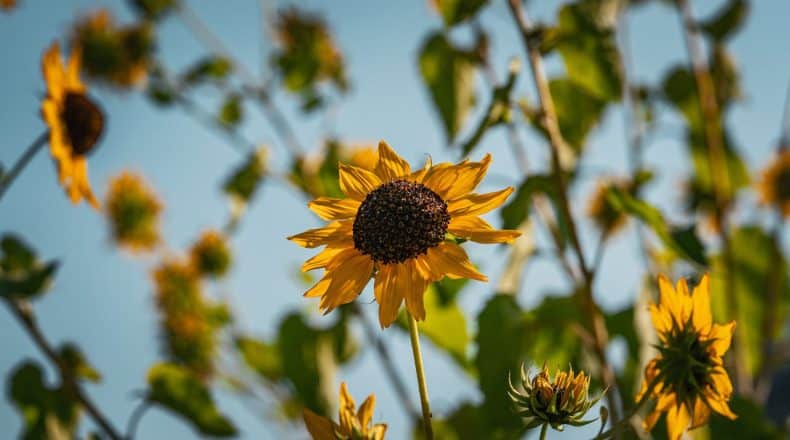 . Sunflowers